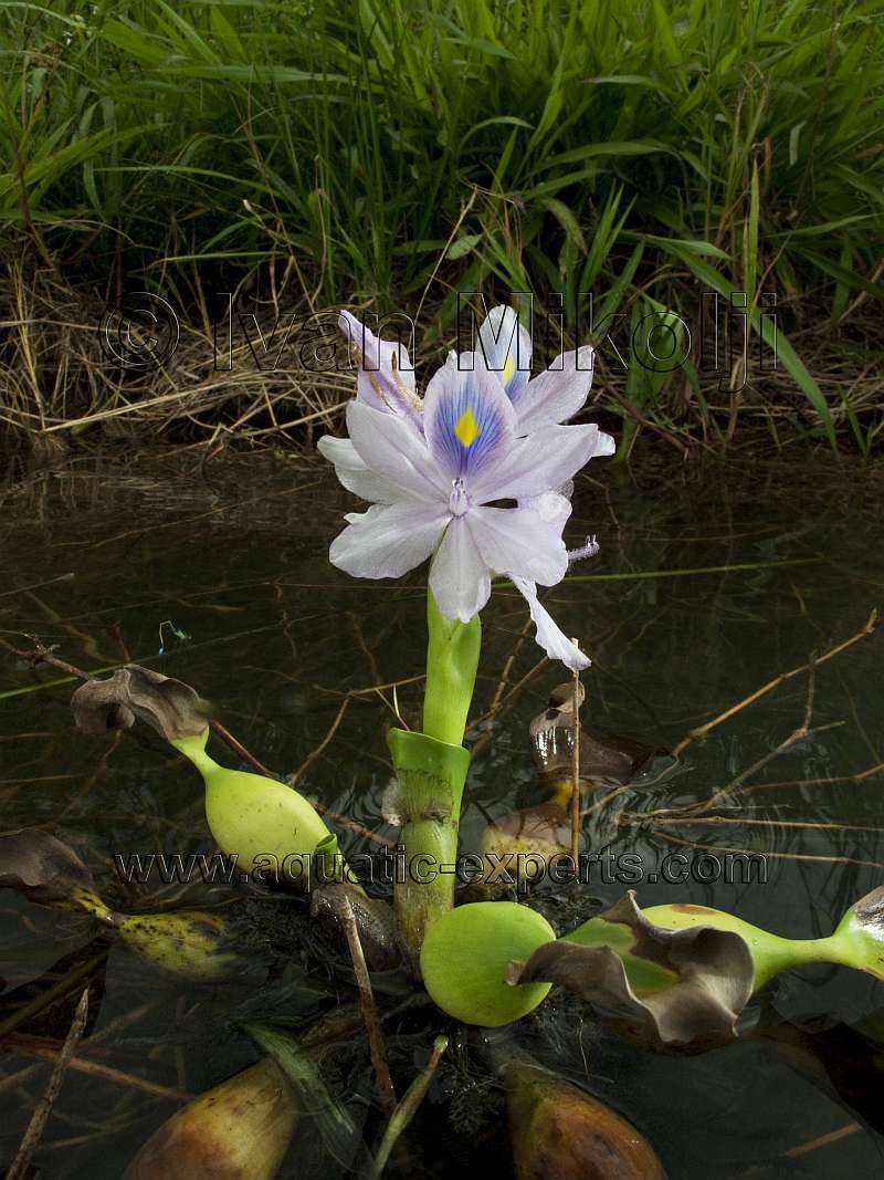 Water Hyacinth